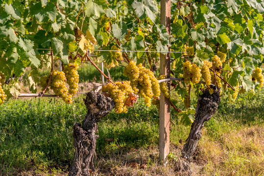 golden bunches of muscat grapes in a vineyard in the langhe, piedmont, italy, europe, 