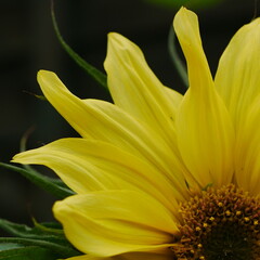 Close up of one quarter of a lemon yellow sunflower