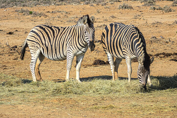 Fototapeta na wymiar A herd of Zebras (Equus zebra zebra) in a meadow. South Africa. 