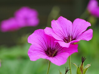 Close up of two pink cranesbill (hardy geranium) flowers
