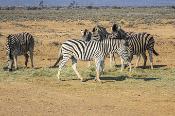 Obraz na płótnie Canvas A herd of Zebras (Equus zebra zebra) in a meadow. South Africa. 