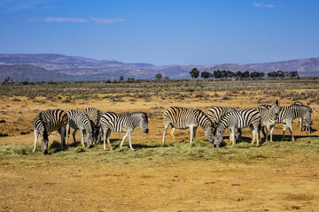 Fototapeta premium A herd of Zebras (Equus zebra zebra) in a meadow. South Africa. 