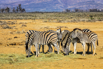Obraz premium A herd of Zebras (Equus zebra zebra) in a meadow. South Africa. 