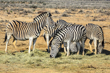 Fototapeta na wymiar A herd of Zebras (Equus zebra zebra) in a meadow. South Africa. 