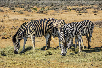 A herd of Zebras (Equus zebra zebra) in a meadow. South Africa. 
