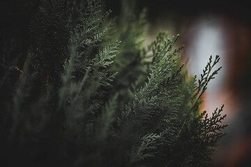 morning dew on the branches