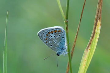 Nahansicht eines Schmetterlings - Bläuling