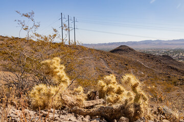 Close up shot of Silver cholla
