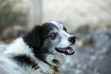 dog with cute black and white hairs in the garden.