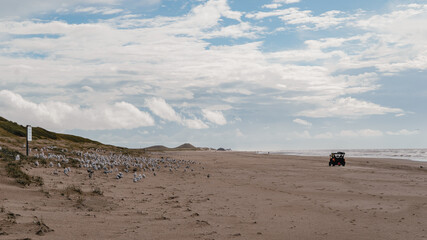 Fototapeta na wymiar Seagulls at the North-sea coastline 1