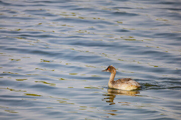 Close up shot of a Black-necked grebe swimming in a pond