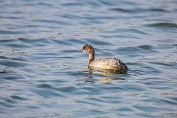 Close up shot of a Black-necked grebe swimming in a pond