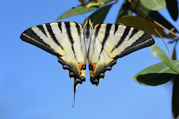 A tropical swallowtail sits on the branch of an olive tree against a blue sky and spreads its wings