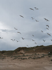 Flying seagulls at the North-sea coastline 1