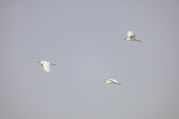 Close up shot of Snowy egret flying in the sky