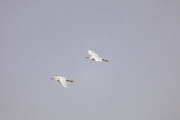 Close up shot of Snowy egret flying in the sky