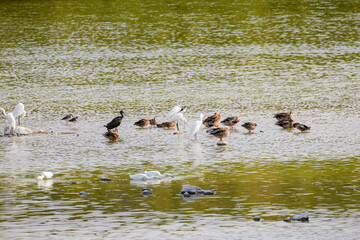 Close up shot of many water bird resing in a pond