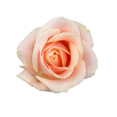 pink rose isolated on white