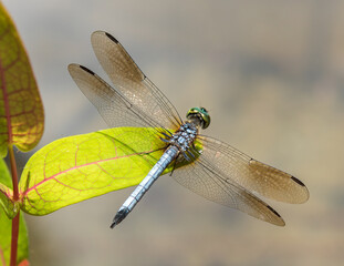 Blue Dragonfly