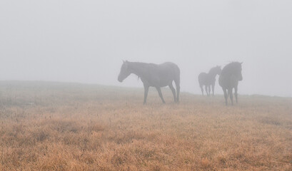 Horses in the fog