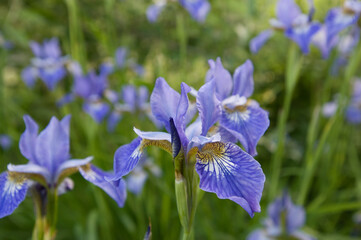 Blue Iris flowers grow in the garden bed