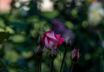 summer bright flowers on a flower bed in a summer garden