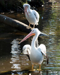 White Pelican stock photos.  White Pelican in the water with spread wings and enjoying its environment and habitat with a blur White Pelican and water background. Image. Picture. Portrait.