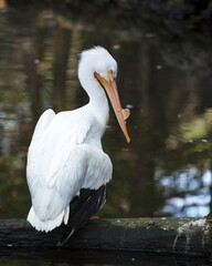  White Pelican stock photos.  Close-up profile view standing on a log by the water displaying fluffy white feathers wings, enjoying the sun in its environment and habitat. Image. Portrait. Picture.