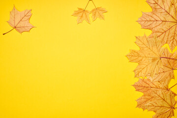 fall frame composition. yellow maple leaves frame. autumn concept