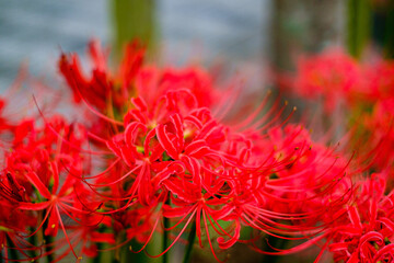 彼岸花　Cluster amaryllis
