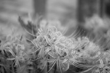 彼岸花　モノクロ　Cluster amaryllis monochrome