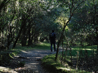 Obraz premium walk in the woods