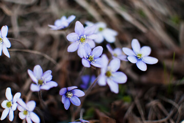 spring flowers in the garden