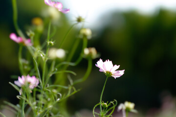 コスモス　Cosmos