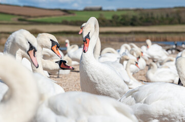 Obraz premium A huge flock of mute swans gather on lake. Cygnus olor.