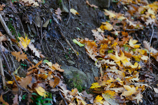 Autunno: foglie gialle sul terreno