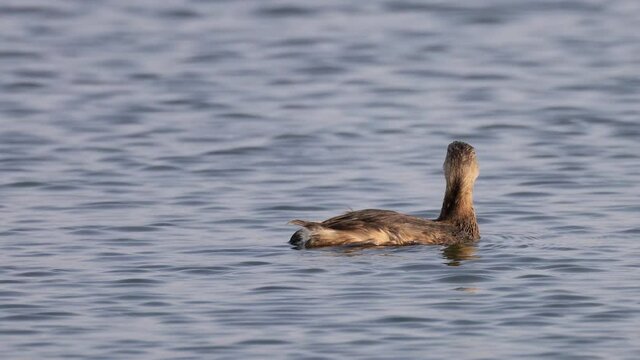 Close up shot of a Pied-billed grebe swimming in a pond