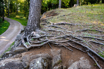 pine with unusual roots on the surface of the earth in the forest by the road