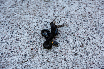 a black snake with a yellow stripe at the head does not cross the asphalt road