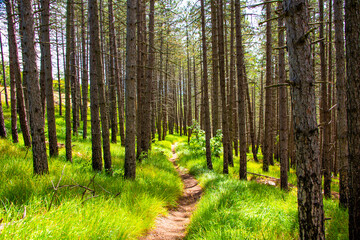 path between trees