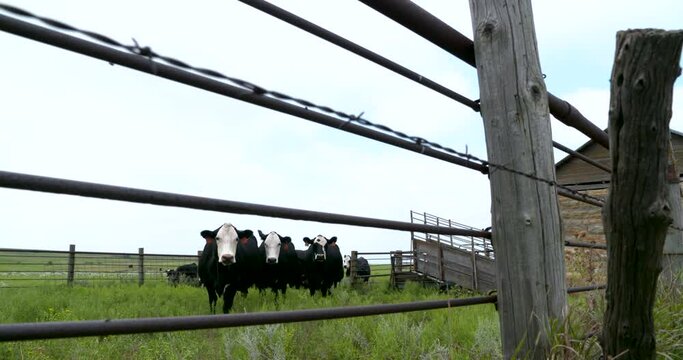 cows in pen stare at camera