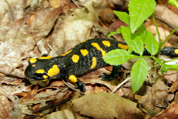 Feuersalamander, Lurch, Salamandra salamandra, Kleinschmalkalden, Thueringen, Deutschland, Europa