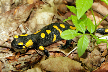 Feuersalamander, Lurch, Salamandra salamandra, Kleinschmalkalden, Thueringen, Deutschland, Europa