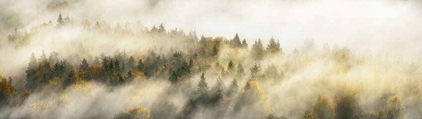 Breathtaking panoramic aerial view of the colorful golden mixed coniferous forest and river in a clouds of fog at sunrise. Stunning autumn landscape. Picturesque scenery. Pure nature, travel, tourism