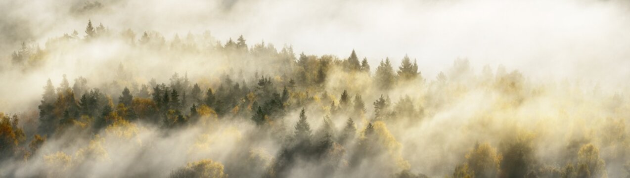 Fototapeta Breathtaking panoramic aerial view of the colorful golden mixed coniferous forest and river in a clouds of fog at sunrise. Stunning autumn landscape. Picturesque scenery. Pure nature, travel, tourism