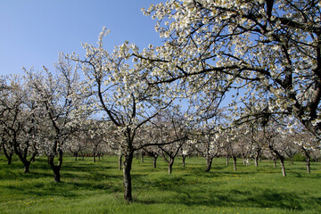 Obstblüte im Obstanbaugebiet von Gierstedt. Thüringen, Deutschland, Europa