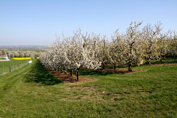 Obstblüte im Obstanbaugebiet von Gierstedt. Thüringen, Deutschland, Europa