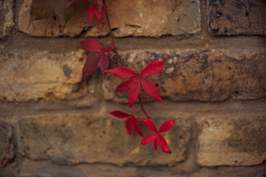 Red leaves on a brick wall