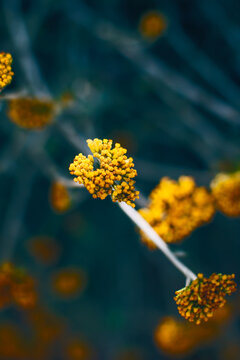 Macro of yellow flower in outdoors.