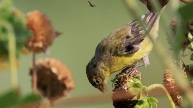 Close up shot of a cute Lesser goldfinch eating on a sunflower